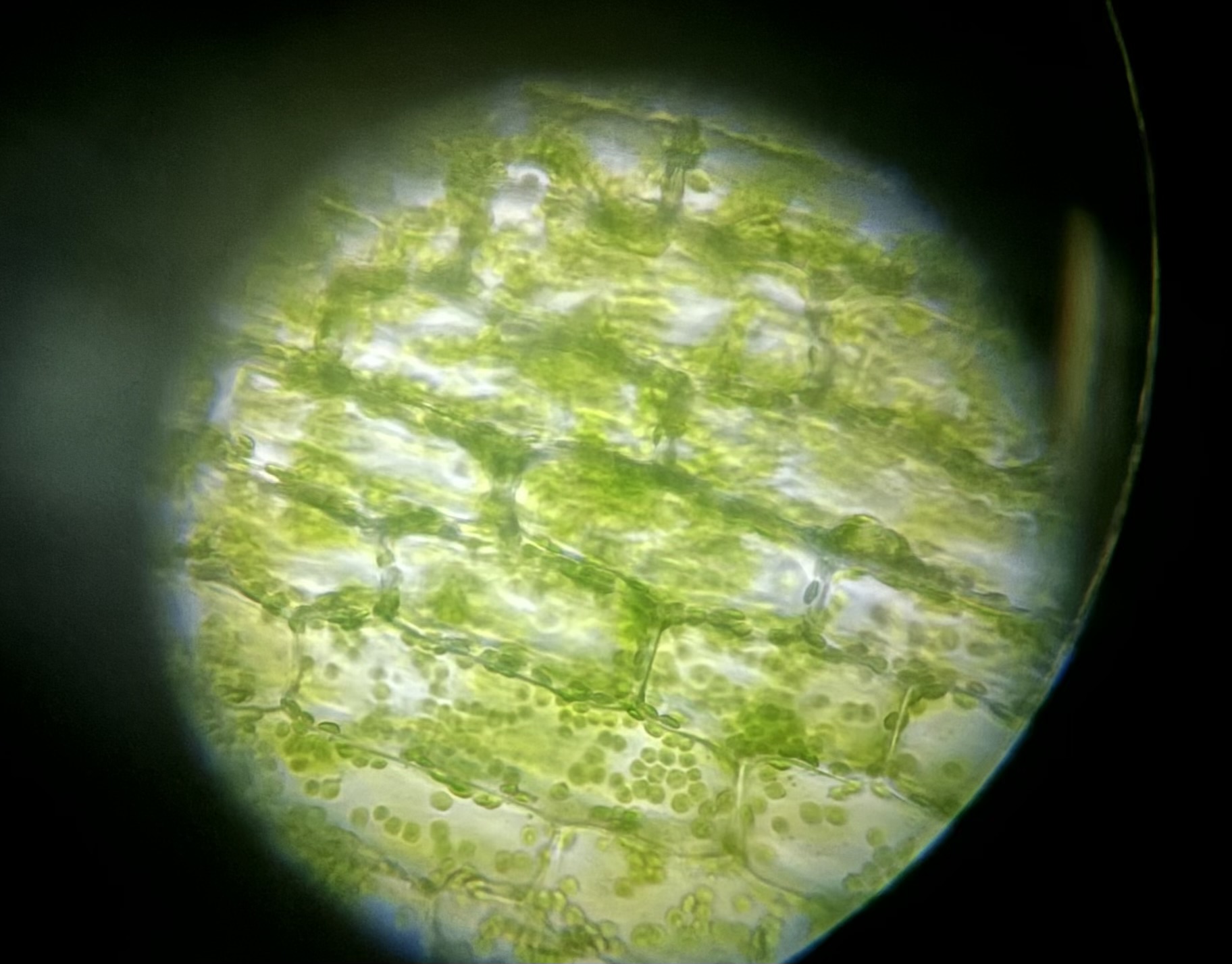 Pflanzenzelle fotografiert durch das Mikroskop